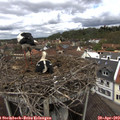 11_55-nest.jpg