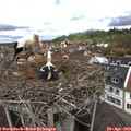 12_00-nest.jpg
