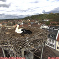 12_10-nest.jpg