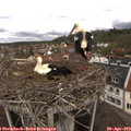12_15-nest.jpg