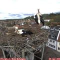 12_20-nest.jpg
