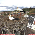 12_25-nest.jpg