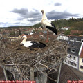 12_30-nest.jpg