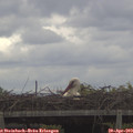 12_35-mast.jpg