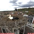 12_35-nest.jpg