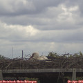 12_40-mast.jpg