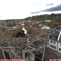 12_40-nest.jpg