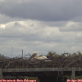 12_45-mast.jpg