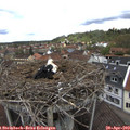 12_45-nest.jpg