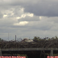 12_50-mast.jpg