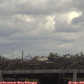 12_55-mast.jpg