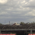 13_00-mast.jpg