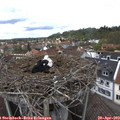 13_00-nest.jpg