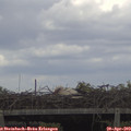 13_15-mast.jpg