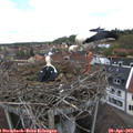 13_20-nest.jpg