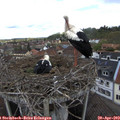 13_25-nest.jpg