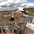 13_30-nest.jpg