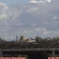 13_35-mast.jpg