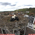 13_35-nest.jpg