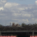 13_40-mast.jpg