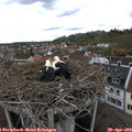13_40-nest.jpg