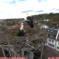 13_45-nest.jpg