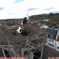 13_50-nest.jpg
