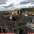 13_55-nest.jpg