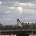 14_00-mast.jpg
