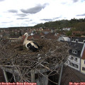 14_00-nest.jpg