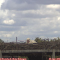 14_05-mast.jpg