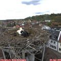 14_05-nest.jpg