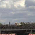 14_10-mast.jpg