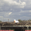 14_15-mast.jpg