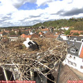 14_15-nest.jpg
