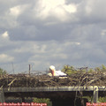 14_20-mast.jpg