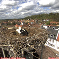 14_20-nest.jpg