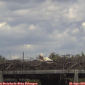 14_25-mast.jpg