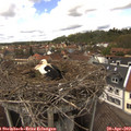 14_25-nest.jpg