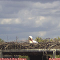 14_30-mast.jpg