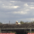 14_35-mast.jpg