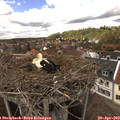 14_35-nest.jpg