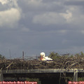 14_40-mast.jpg