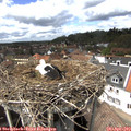 14_40-nest.jpg