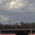 14_45-mast.jpg