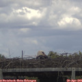 14_50-mast.jpg