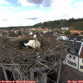 14_50-nest.jpg