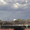 14_55-mast.jpg