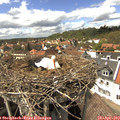 14_55-nest.jpg