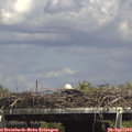 15_00-mast.jpg